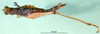 CollectionObject 1500924; fd615313-ac80-440d-8e0d-b263c78c20c8: female, dorsal view (holotype). (CollectionObject).