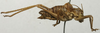 CollectionObject 1534981; 7a1d286d-6e9c-4a7e-bd62-dd0b51c81216: male, lateral view (syntype). (CollectionObject).