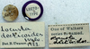 CollectionObject 1517117; 7ec5dab8-561d-4787-a846-87c0e3010b34: labels (lectotype). (CollectionObject).