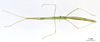 CollectionObject 1565284; 30fd5e64-9c8f-4a7b-a863-5e9489bf1709: copyright MNHN, Paris. female (paratype). (CollectionObject).