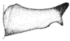 Tela chlorosoma Hebard, 1932: Fig. 2. male cercus, lateral external view. (Otu).