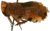 Habitus, lateral view: !! display not done !! on Platybrachys lanifer (Stål, 1854) now Platybrachys decemmacula (Walker, 1851): (Observation).