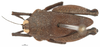 CollectionObject 1533861; f5ec2d3a-b9b0-4231-9c7f-3d3b533d705f: male, dorsal view (syntype). (CollectionObject).