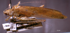 CollectionObject 1503417; MBBJ 3226140, 897072fb-c325-4cd5-85e8-4cdbd9b51d76: male, dorso-lateral view. (CollectionObject).
