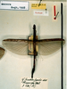 CollectionObject 1562062; 4c0c4f98-1854-403e-bce9-9805803ce139: copyright RBINS Brussels. female, dorsal view of synonym Sosibia macera (paralectotype). (CollectionObject).