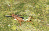 CollectionObject 1580803; 596b6db5-1188-4c07-a711-934c14605246: female (southeast Ecuador, 2009). (CollectionObject).