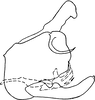 Pygofer, lateral view on Dikrella (Dikrella) unica Ruppel & DeLong, 1953: Genital capsule, lateral view. (Observation).