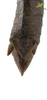 CollectionObject 1849349; 09945e1b-07f6-4348-ba05-c94811b7712a, Unioeste Cascavel K-551: Male. End of abdomen, dorsal view. (CollectionObject).