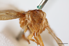 Head on Eurocalia cervina (Walker, 1851): (Observation).