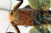 CollectionObject 1500565; 2e815fd3-38dc-44c4-99bd-7f27718aeece: male pronotum, dorsal view (lectotype). (CollectionObject).