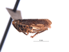 Habitus, lateral view on Docalidia frondosa Nielson, 1979: (Observation).