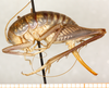 CollectionObject 1499643; 44b81869-ac6e-42a8-928e-e5d58013c8f5: female, lateral view (allotype). (CollectionObject).