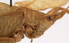 CollectionObject 1534511; 7db3117e-5b54-4a56-a115-e3d98c0437cf: female pronotum, lateral view (syntype). (CollectionObject).