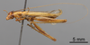 CollectionObject 1523067; f484bfce-23e3-4d90-9f32-e4b5b4c0ddd9: Male, lateral view (holotype). (CollectionObject).