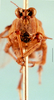 CollectionObject 1505105; d3160209-700d-4ba0-9420-4ef77608503c, DORSA D026XM01: male, frontal view (syntype). (CollectionObject).