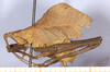 male, left lateral view. Depicts CollectionObject 1499708; a9f2f503-ae6a-4a7d-bebd-765725292621, a CollectionObject.