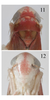 Head on Arboridia (Arborifera) mira Song, Li & Dietrich, 2016: Head. (Observation).