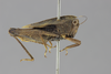 CollectionObject 1522974; cbd4f11a-9098-42d3-9b97-45b2d1607003: female, lateral view (lectotype of Apteropedon apicale). (CollectionObject).