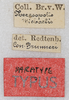 labels (syntype). Depicts CollectionObject 1589285; be7376ac-6da6-4bb3-85a3-63c0869426f1, a CollectionObject.