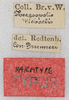 CollectionObject 1589285; be7376ac-6da6-4bb3-85a3-63c0869426f1: labels (syntype). (CollectionObject).