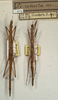 CollectionObject 1558061; NMW 424, f9fd4888-0b00-40f2-93d5-504fd5d42877: copyright NMW, Vienna. female (syntypes). (CollectionObject).