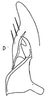 Subgenital plate: !! display not done !! on Unerus DeLong, 1936: Stylus and sugential plate, dorsally. (Observation).