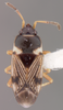 CollectionObject 1595301; 8c34143b-2411-45ae-bb73-ec67c8a4062f: Cryphula bennetti HOLOTYPE (NMNH) - (CC BY-NC 3.0) - Photo by Pablo M. Dellapé with permission from the National Museum of Natural History (NMNH), Smithsonian Institution, Washington, D.C. (CollectionObject).