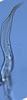 Stylus: !! display not done !! on Matsumurasca (Solanasca) solana (DeLong, 1931): (Observation).
