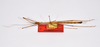 CollectionObject 1561339; 9f541739-ec3a-45ec-911c-0591fdbc6d92: copyright ZMHB, Berlin. male, dorsal view (holotype). (CollectionObject).