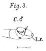 Apioscelis bulbosa (Scudder, 1869): Pl. 3, Fig. 3 C. male abdomen tip. (Otu).