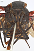 Head: !! display not done !! on Zeunasa irrorata (Blanchard, 1846): (Observation).