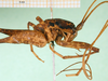 CollectionObject 1500221; 8c2279db-ab8c-46e5-ac86-e29dabe99948: lateral view (syntype). (CollectionObject).