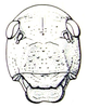 Bullacris discolor (Thunberg, 1810): Fig. 15.4. female face. (Otu).