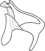 Aedeagus, lateral view: Aedeagus, lateral view. (Observation).