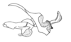 Pollostacris expolita Amédégnato & Descamps, 1979: Fig. 186. phallic complex without epiphallus, lateral view. (Otu).