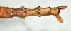 CollectionObject 1556966; a89197eb-23aa-4902-b0f8-bc0103067a78: copyright CMNZ, Christchurch. female of synonym Acanthoxyla suteri: end of abdomen, dorsal view (syntype). (CollectionObject).