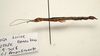 CollectionObject 1591084; 3ff59c76-698e-4660-a4c2-b8ec51718732: copyright MBBJ Bogor. female, lateral view (holotype). (CollectionObject).