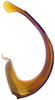 Aedeagus, lateral view: !! display not done !! on Taurotettix (Callistrophia) elegans elegans (Melichar, 1900): the Russian Far East. (Observation).