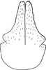 Subgenital plate, ventral view on Aphilaenus ferrugineus (Melichar, 1902): Pygofer ventral appendages, ventral view. (Observation).