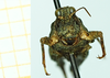 CollectionObject 1587068; 824f9c71-09bf-4379-93bd-76b4968b1c8f, NHMUK010924808': female, frontal view (paratype of Tetrix tartara subacuta). (CollectionObject).