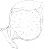 Other: !! display not done !! on Cixidia (Epiptera) lapponica (Zetterstedt, 1837): (Observation).