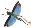 Eupropacris coerulea (Drury, 1773): Pl. 42, Fig. 1. figure from Drury 1773. (Otu).