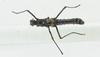 CollectionObject 1563921; af0fb0d3-718a-4a8f-b439-584e908796e1: male, dorsal view (holotype). (CollectionObject).