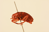 CollectionObject 1516702; c1afb02c-dfe9-4af0-b7e4-d2db3e77e659, NHMUK015982399: male, lateral view (holotype). (CollectionObject).