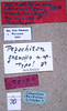 CollectionObject 1534509; 4c79a0fc-b7a5-4c3d-9485-69e46eebcb95: labels (holotype). (CollectionObject).