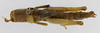 CollectionObject 1568950; e90fe92e-6248-44af-96e5-7dfd7273420c: female, dorsal view (allotype). (CollectionObject).