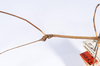 CollectionObject 1557458; 82f197bb-e5de-4a01-a56b-5a611ae9a3d0: copyright ANSP. male: head & thorax, lateral view (holotype). (CollectionObject).