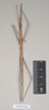 CollectionObject 1557986; NHMUK(SF IMPORT DUPLICATE) 844905, b30ef267-adb8-4d03-9044-100e0842319b: copyright Natural History Museum, London. female (holotype). (CollectionObject).