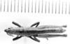 CollectionObject 1523774; 6130182b-7801-41bb-90c0-6edd1e3d4897: male, dorsal view (holotype). (CollectionObject).