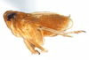 Habitus, lateral view: !! display not done !! on Isodelphax basivitta (Van Duzee, 1909): (Observation).